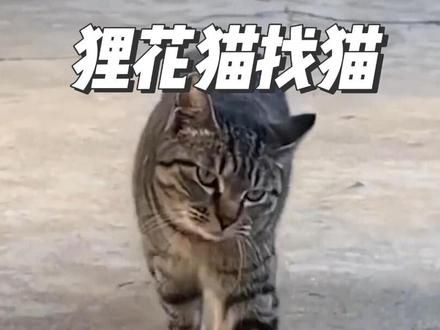本想让狸花猫帮忙找猫，不料却是下了江湖追杀令 #狸花猫找猫 #流浪猫找猫 #猫咪的迷惑行为 #搞笑萌宠 #神奇的动物在抖音