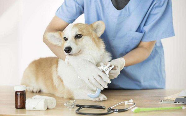 怀化正规宠物诊所电话_正规医药、保养多少钱-鹤城区缔康宠物医院