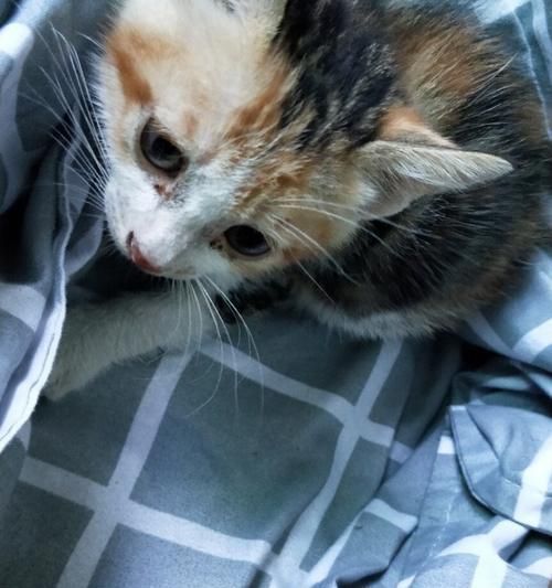 猫咪叫声解析——为什么猫咪叫声像婴儿哭（以宠物为主）
