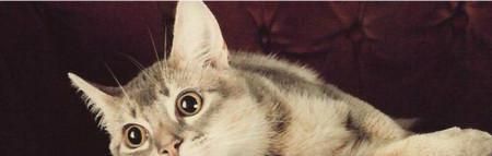 猫咪为何老是咕咕叫？探究猫咪各种咕咕叫声的原因和意义