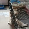 自家养的布偶猫生的小宝宝