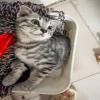 两个月小猫领养