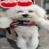 标体公比熊,4个月,疫苗齐全