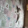 家养六个月小猫咪出售