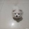出售不知名小型犬一只
