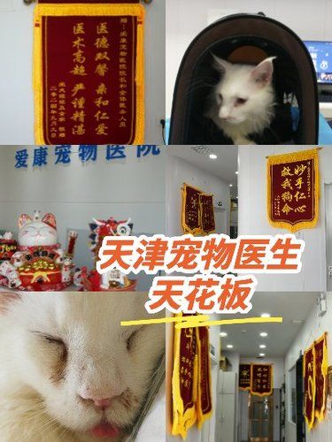 天津宠物天板！
