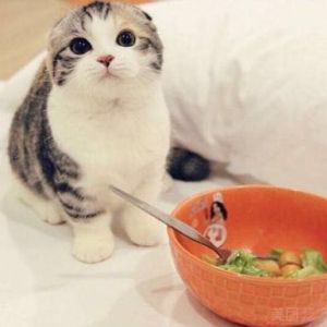 高级宠物营养师饮食咨询服务