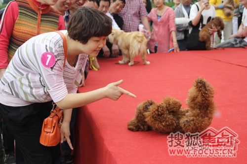 小狗在主人引领下表演才艺
