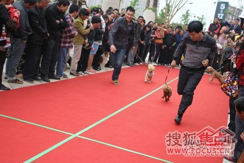 小狗赛跑