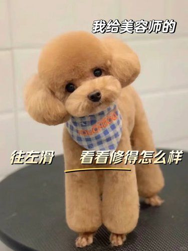宁波 | 靠谱宠物店推荐！