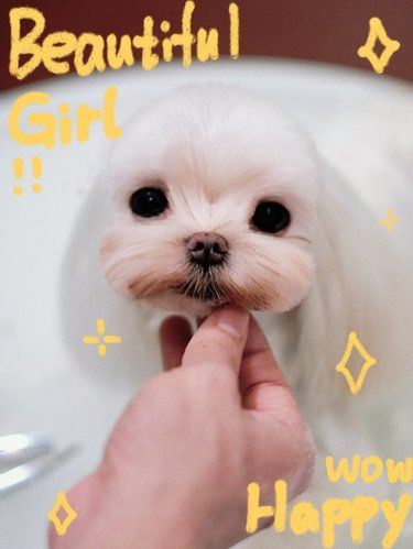 Pets Club，A级美容，轻奢体验