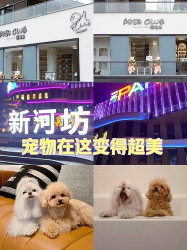 宠物界的时尚天堂：PetsClub带宠来