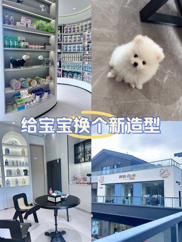宠物狗狗的日常变美日记