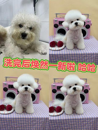 Pets Club带宠来的温馨之旅 