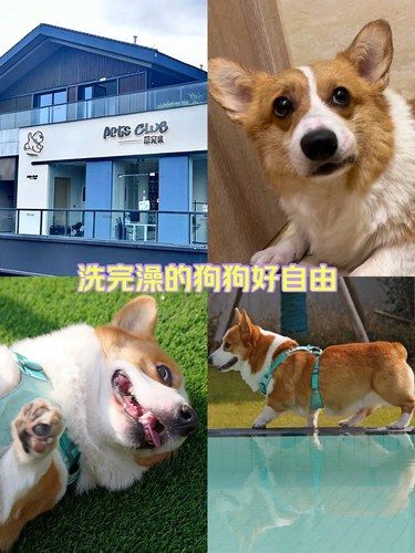 终于找到一家靠谱的宠物店啦❗❗❗