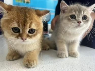 猫猫绝育成功 | 爱尚动物医院超棒体验