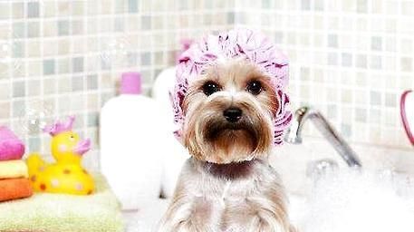 给宠物狗洗澡的注意事项（让你的爱犬舒适又健康/狗洗澡常识）
