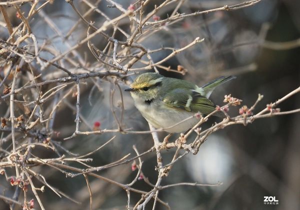 农展馆——黄眉柳莺