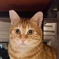 https://p0.meituan.net/userheadpicbackend/3277357dfe7d23e6cee0baa7f59c584a169296.jpg%40120w_120h_1e_1c_1l%7Cwatermark%3D0