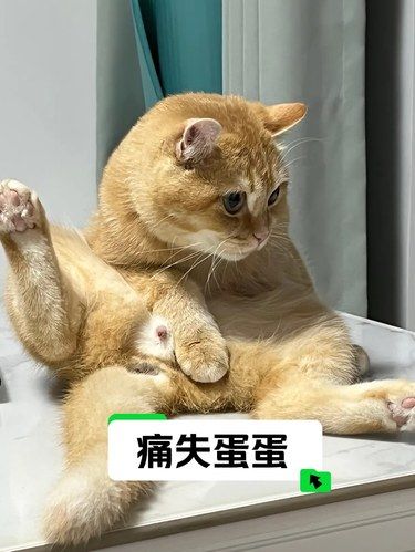 喵喵酱：妈妈桑，我的蛋呢？