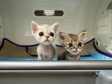 从小在医院长大的小猫猫