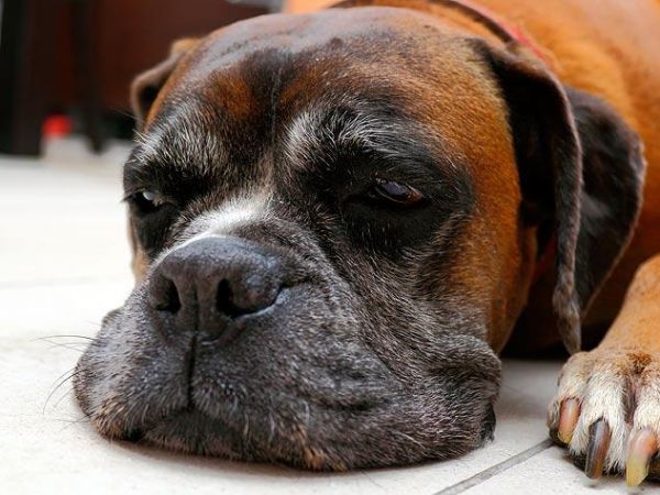 老年犬常见9个问题，狗狗生命的最后，这些都是不能避免的