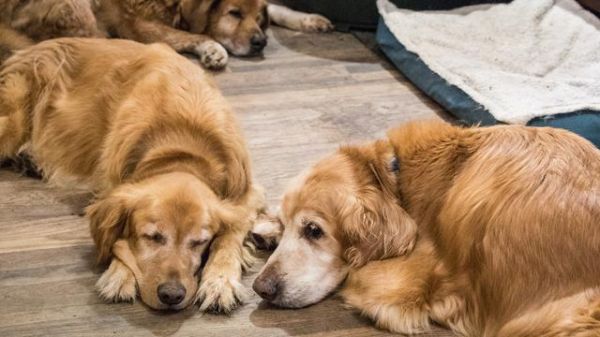 老年犬常见9个问题，狗狗生命的最后，这些都是不能避免的
