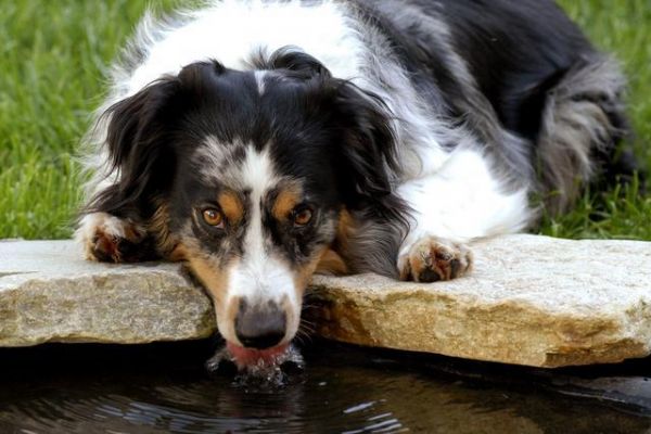 老年犬常见9个问题，狗狗生命的最后，这些都是不能避免的