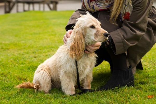 老年犬常见9个问题，狗狗生命的最后，这些都是不能避免的