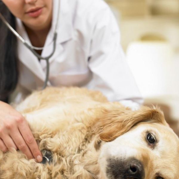 老年犬常见9个问题，狗狗生命的最后，这些都是不能避免的