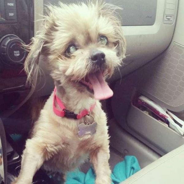 老年犬常见9个问题，狗狗生命的最后，这些都是不能避免的