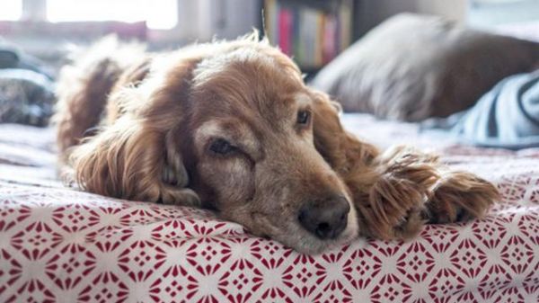 老年犬常见9个问题，狗狗生命的最后，这些都是不能避免的