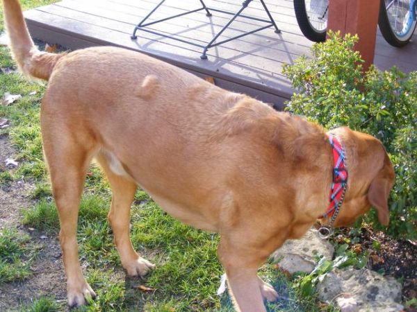 老年犬常见9个问题，狗狗生命的最后，这些都是不能避免的
