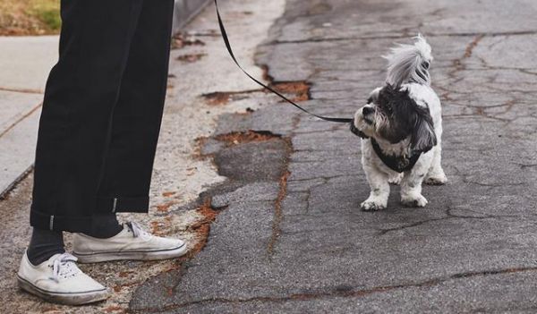 老年犬常见9个问题，狗狗生命的最后，这些都是不能避免的