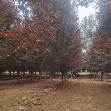 苏伟花木场18公分红叶李 抗寒耐冻易成活 根系发达乔木树