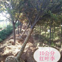 陕西紫叶李-10公分红叶李-红叶李产地
