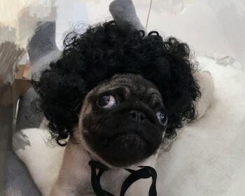 宠物猫眼中的黑色分泌物（了解猫咪眼部健康）