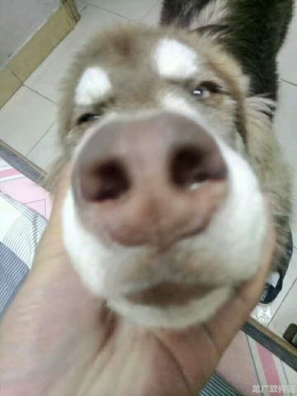 天天爱消除的宠物怎么消除