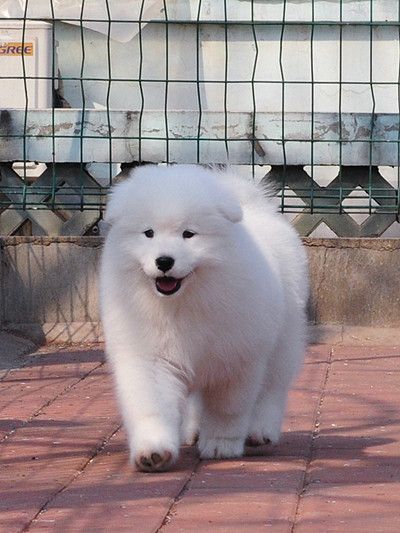 出售雪白微笑天使萨摩耶宝宝 健康品质保障 公母都有 117.jpg