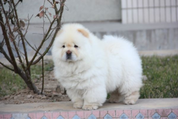 成都松狮好多钱哪里的便宜那的是健康纯种的哪里的品相好 90.jpg