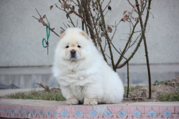 成都松狮好多钱哪里的便宜那的是健康纯种的哪里的品相好 89.jpg