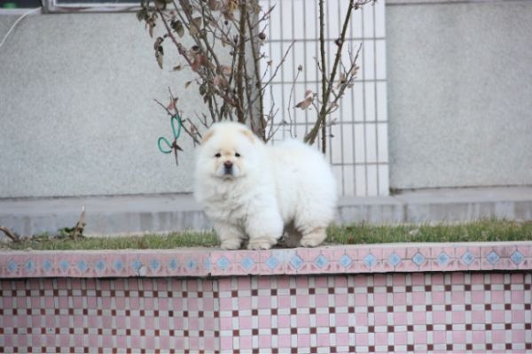 成都松狮好多钱哪里的便宜那的是健康纯种的哪里的品相好 87.jpg