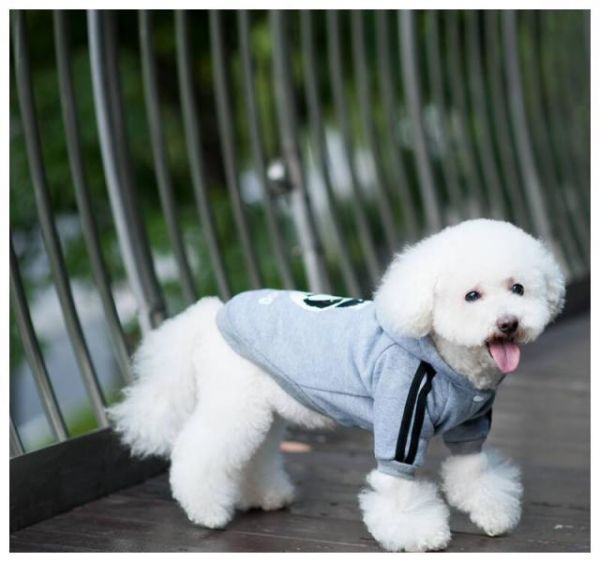 盘点：6种常见的小型犬，看看有没有你家狗狗？
