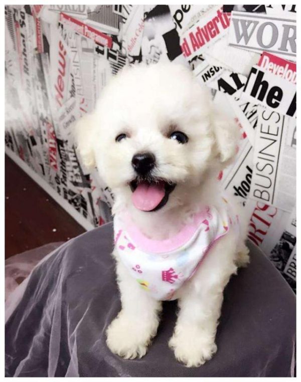 盘点：6种常见的小型犬，看看有没有你家狗狗？