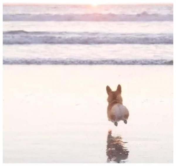 盘点：6种常见的小型犬，看看有没有你家狗狗？