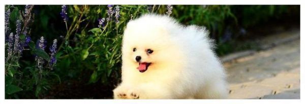 盘点：6种常见的小型犬，看看有没有你家狗狗？