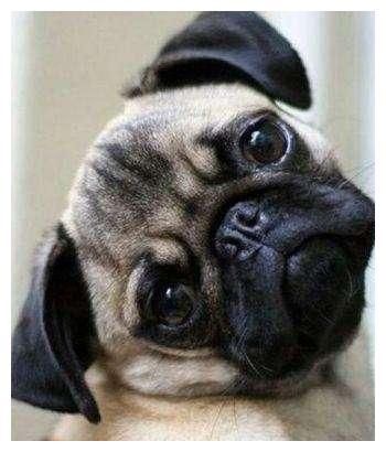 盘点：6种常见的小型犬，看看有没有你家狗狗？