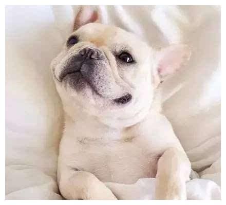 盘点：6种常见的小型犬，看看有没有你家狗狗？