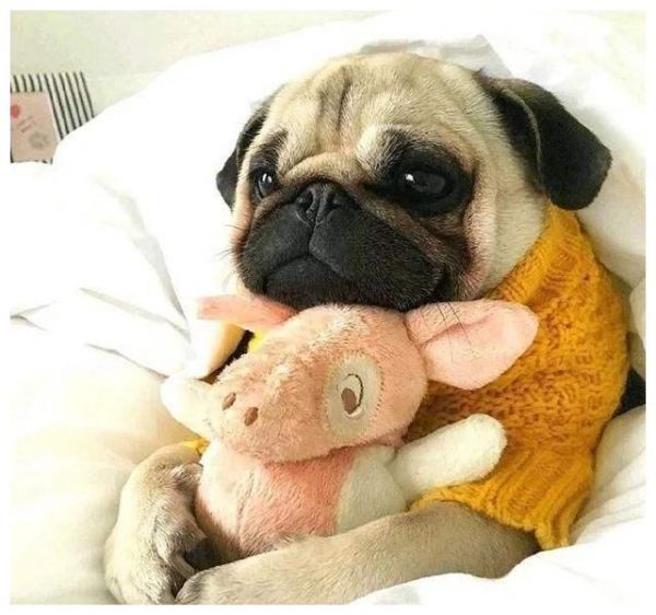 盘点：6种常见的小型犬，看看有没有你家狗狗？