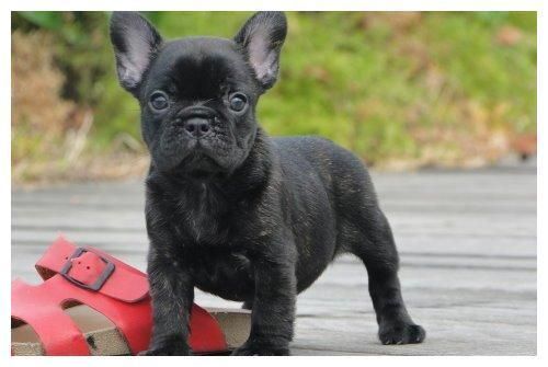 盘点：6种常见的小型犬，看看有没有你家狗狗？